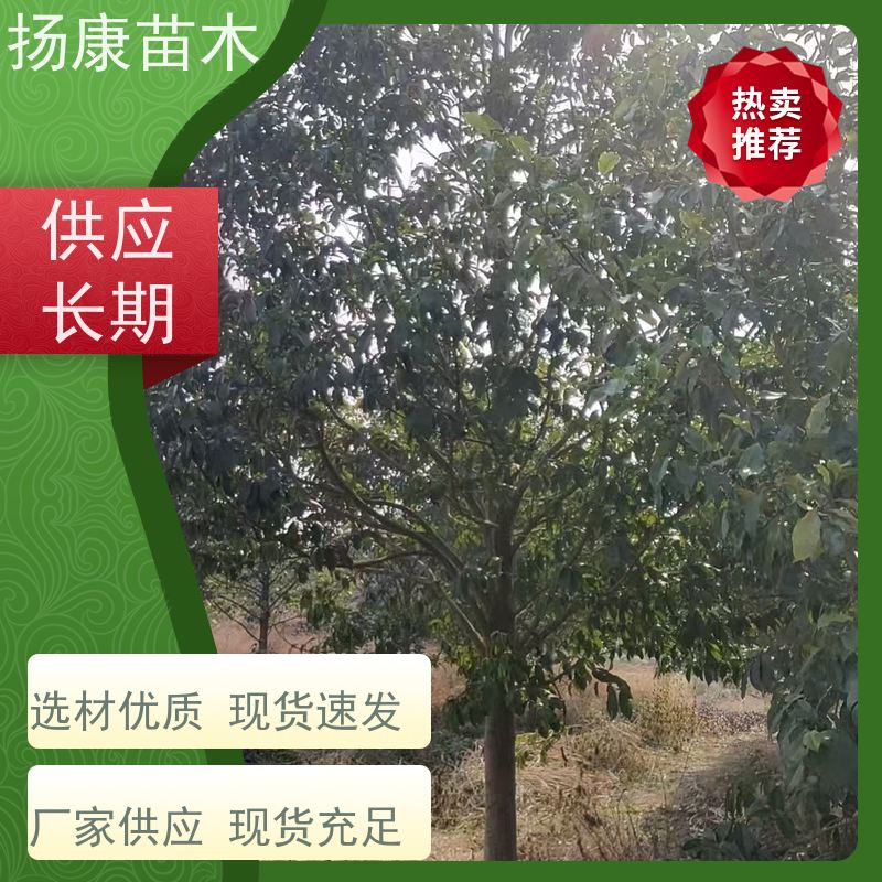 14公分乐昌含笑 竖形常绿灌木绿植适用于园林绿化 源头厂家