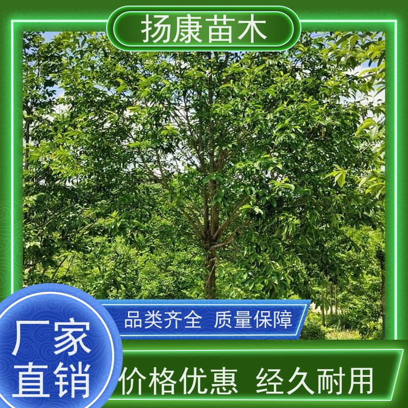 19公分乐昌含笑 园林景区栽植 精致美丽 基地直供 