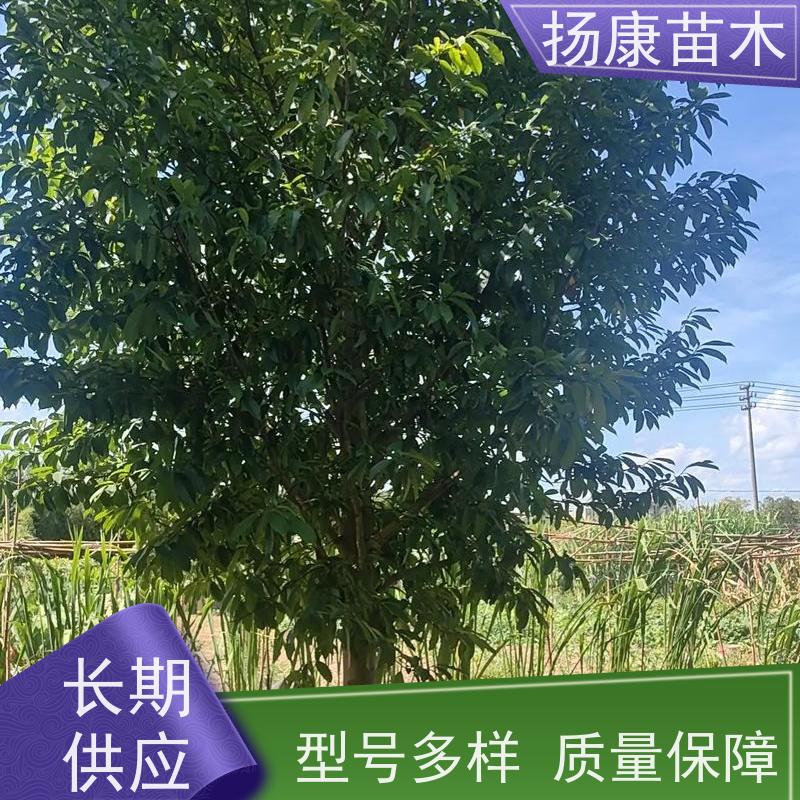 35公分乐昌含笑 行道树系列树种养护 树形优美 源头厂家