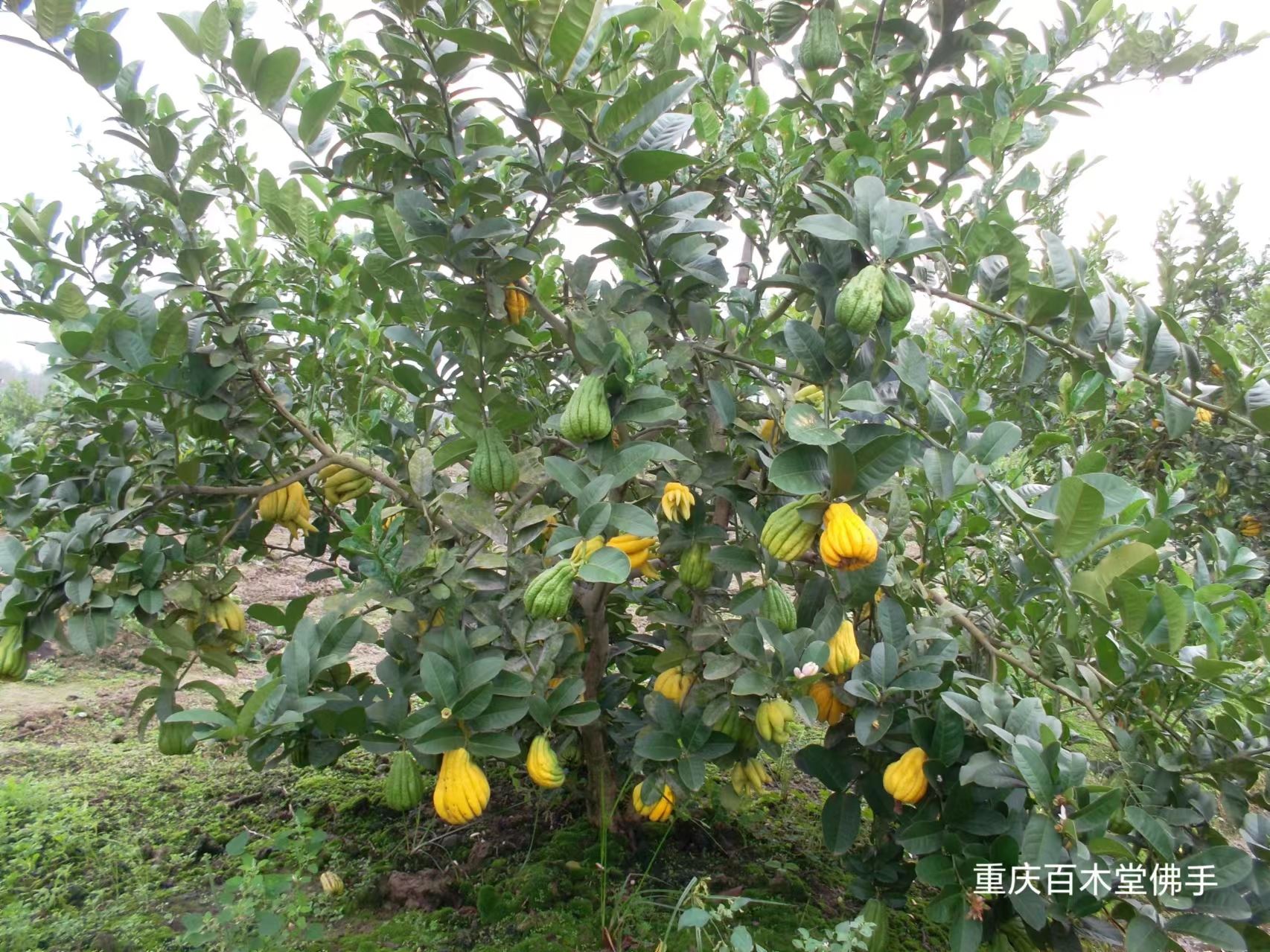 百木堂綦 江佛手苗观赏植物 附加值高植株茂密