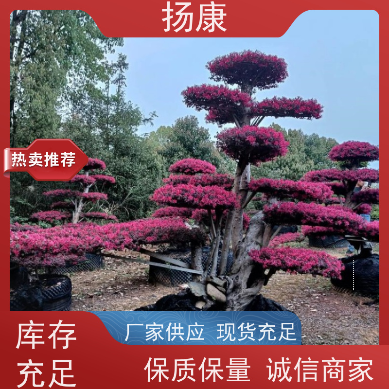 扬康 15公分红花继木桩 5m高造型 多种规格桩景 基地直发