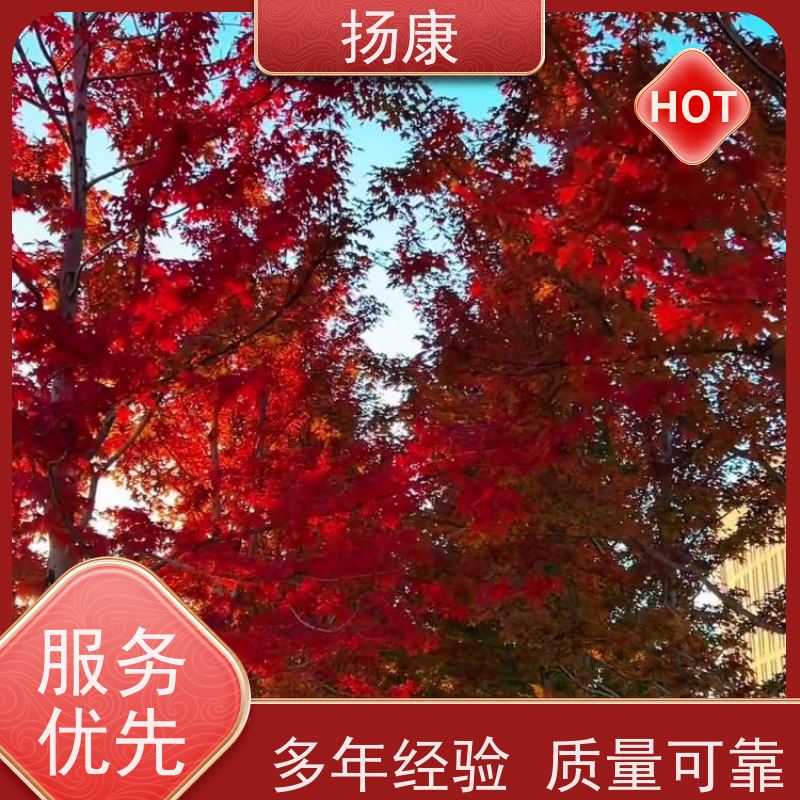 扬康 30公分红花继木桩 景区园林绿化工程苗 庭院造景栽植观赏苗
