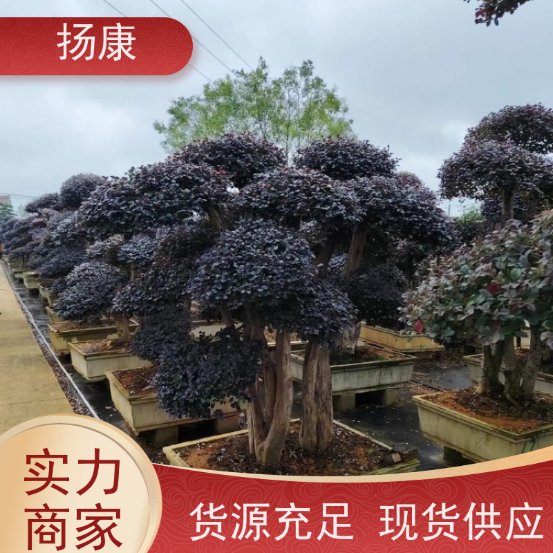 扬康 30公分红花继木桩 庭院绿植花卉篱笆围墙四季红叶彩色盆景球桩