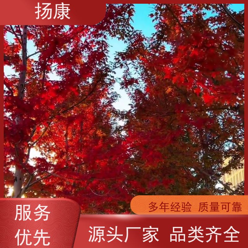 扬康 精品造型红花继木古桩 景区园林绿化工程苗 