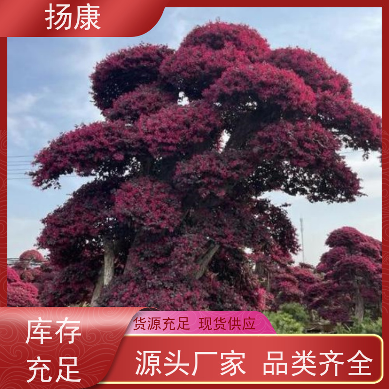 扬康 精品红花继木古桩 园林别墅庭院绿化桩 多种规格品种齐全