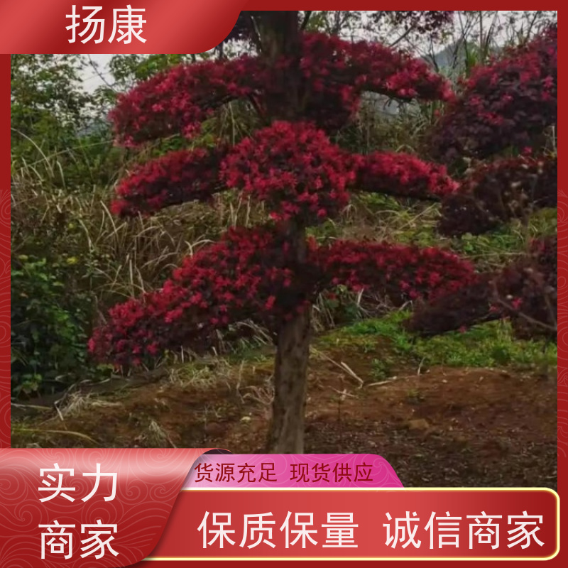 扬康 18公分红花继木桩 耐修剪与蟠扎，枝条可塑性强