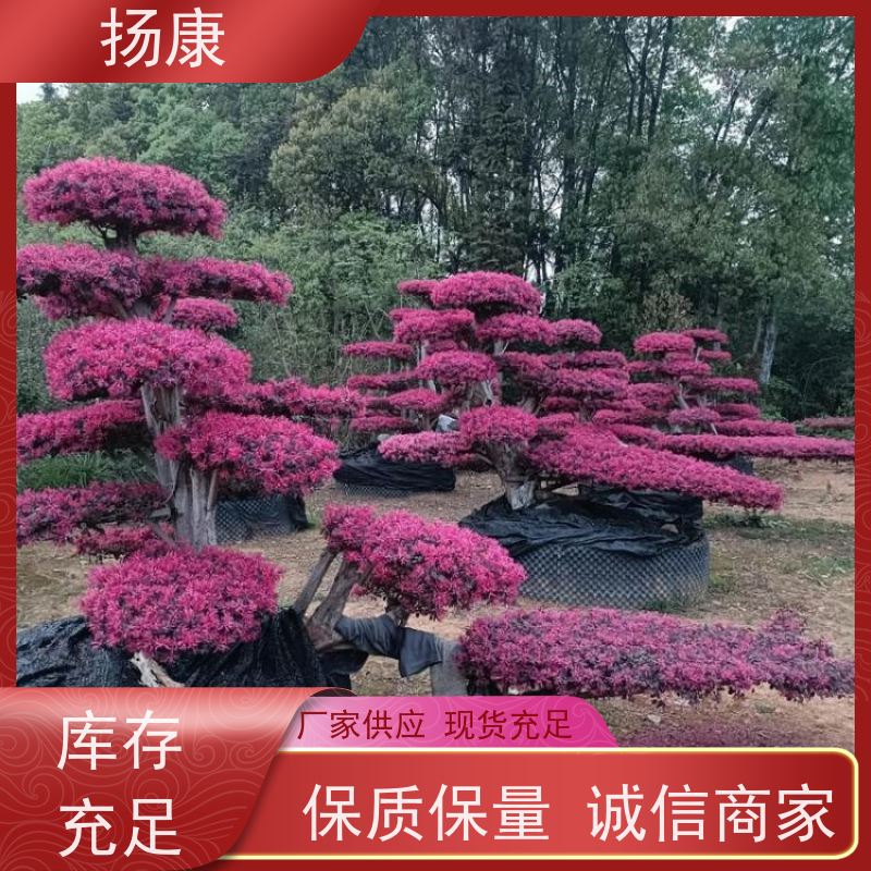 扬康 精品造型红花继木古桩 工程用苗 成活率高