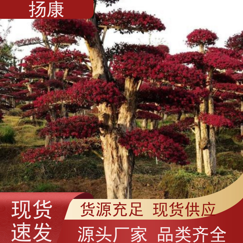 扬康 25公分红花继木桩 园林别墅庭院绿化桩 多种规格品种齐全
