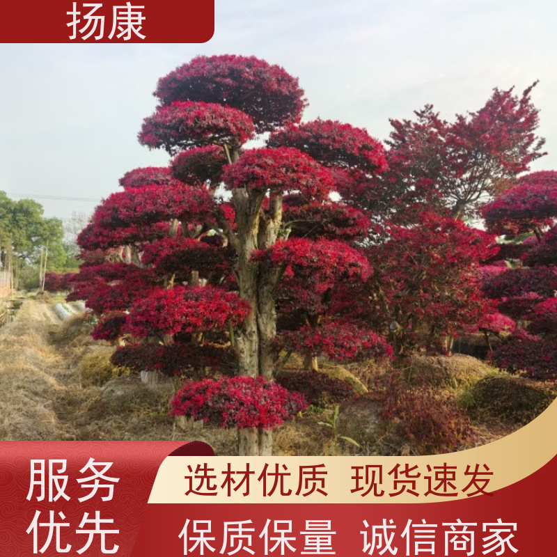 扬康 大型红花继木桩 庭院绿植花卉篱笆围墙四季红叶彩色盆景球桩