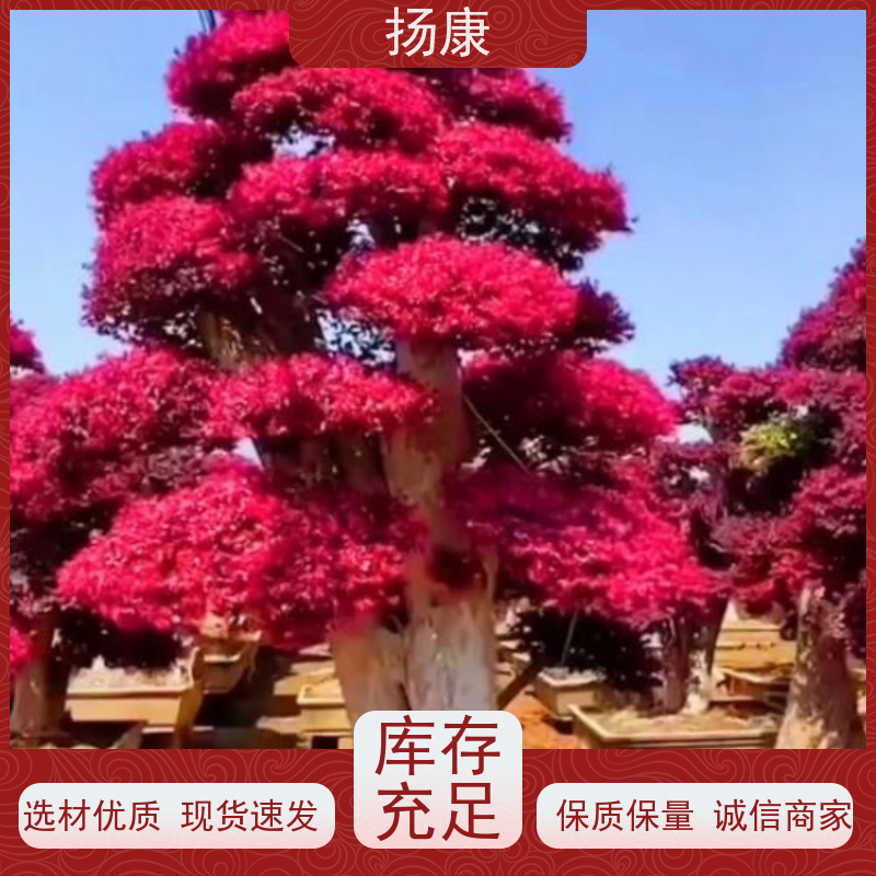 扬康 30公分红花继木桩 适应性强，耐寒、耐旱、耐贫瘠