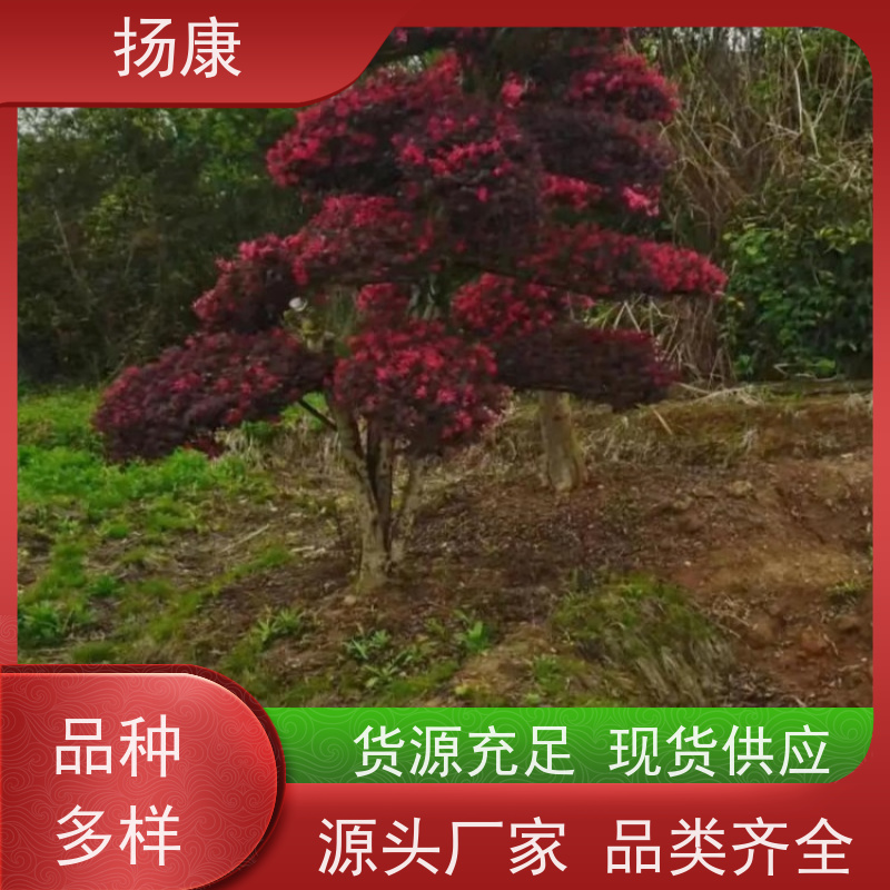 扬康 红花继木古桩 园林景区观景苗木 绿化工程栽植