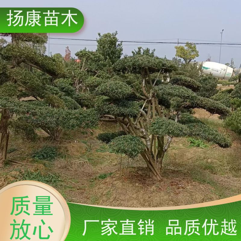 扬康苗木 美观大气 庭院园林造景树 小叶罗汉松