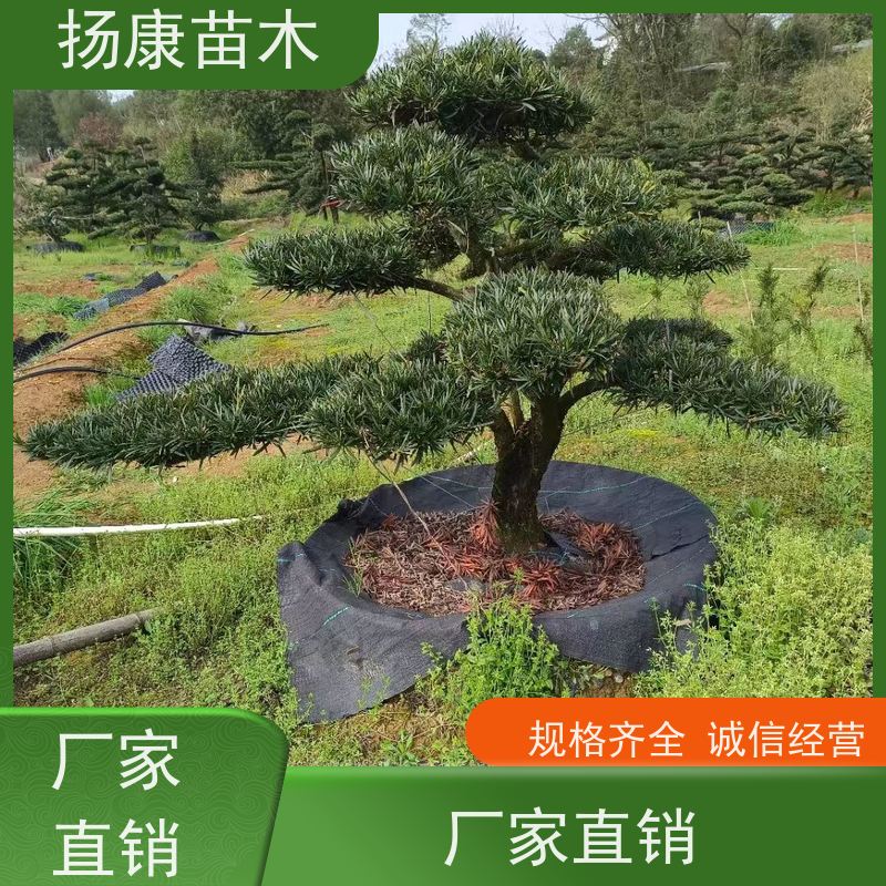 扬康苗木 别墅庭院 工程一站式 带土球发货 红芽珍珠罗汉松