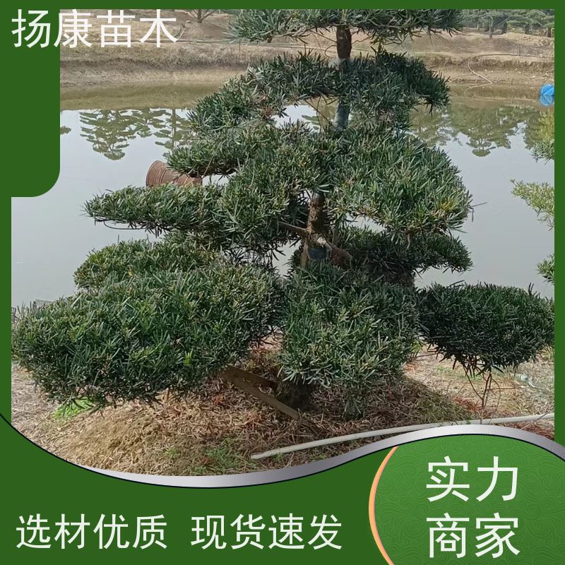 扬康苗木 H1-2米无纺布大袋苗 根须发达易成活 斜飘罗汉松