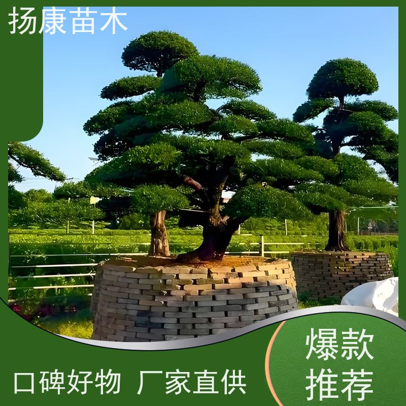 扬康苗木 美观大气 庭院园林造景树 15公分罗汉松