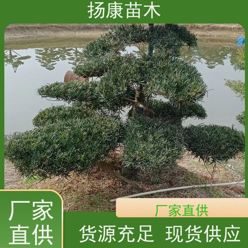 扬康苗木 规格齐全 别墅景区道路园林绿化大型造景树 罗汉松