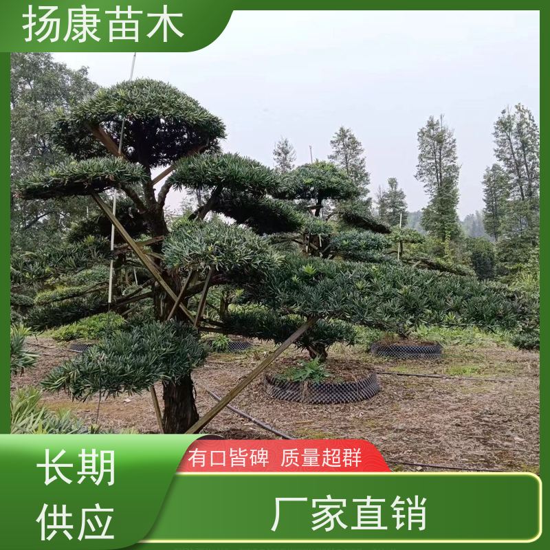扬康苗木 规格齐全 形状优美 风景绿化树 基地供应 珍珠罗汉松