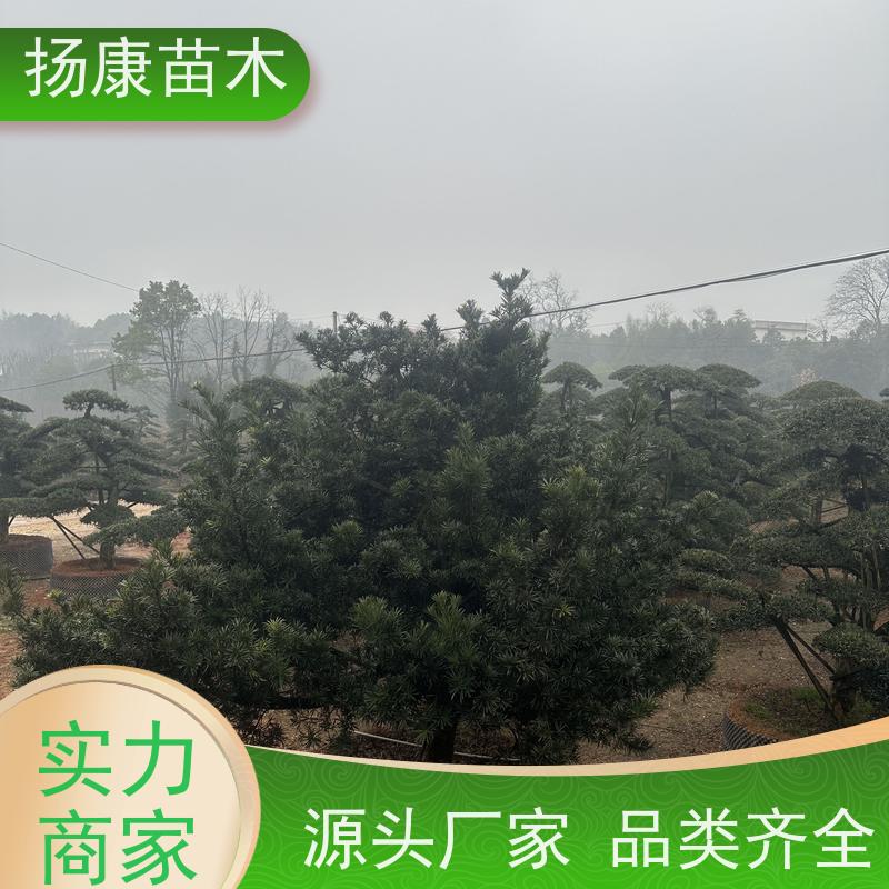 扬康苗木 黑松 迎客松别墅庭院绿化树 15公分罗汉松