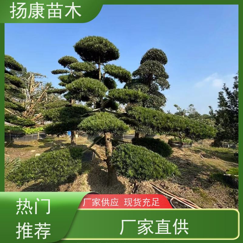 扬康苗木 可购园林造型树 绿化景观优选 冠幅3米 红芽珍珠罗汉松