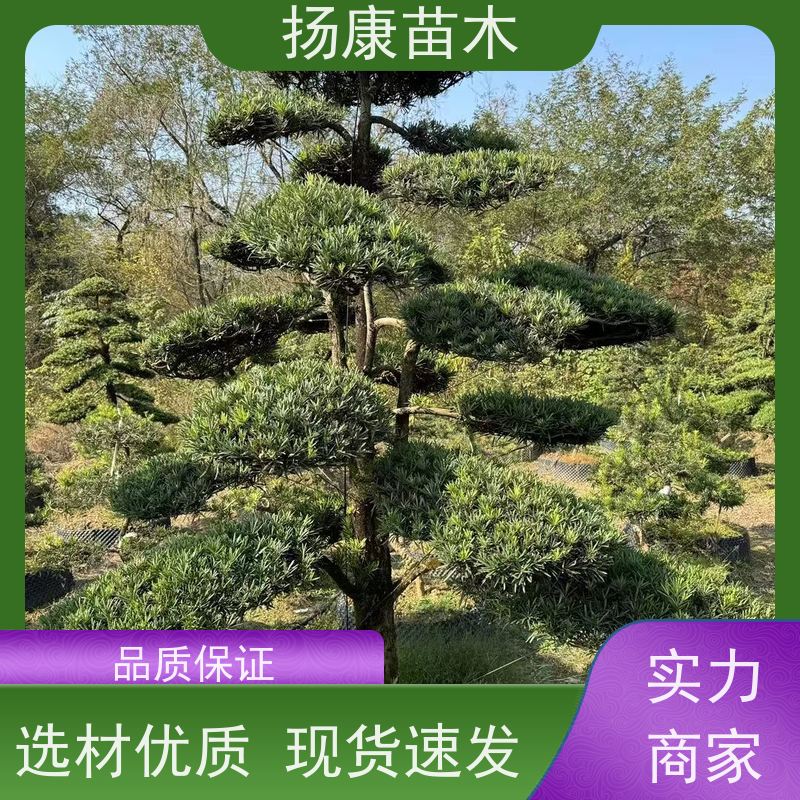 扬康苗木 H1-2米无纺布大袋苗 根须发达易成活 金钻罗汉松