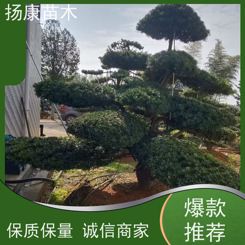扬康苗木 美观大气 庭院园林造景树 30公分罗汉松