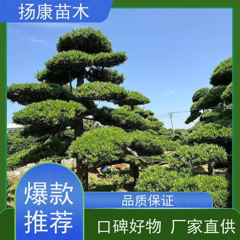 扬康苗木 园林庭院造景植物 成活率高 规格齐全 10公分罗汉松
