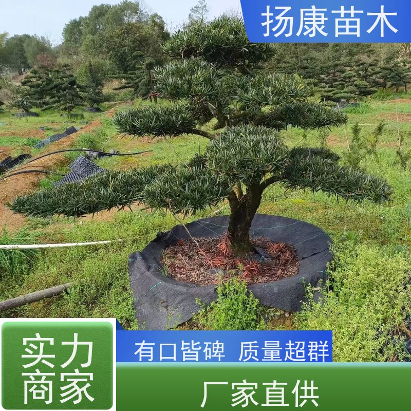 扬康苗木 规格齐全 形状优美 风景绿化树 基地供应 20公分罗汉松