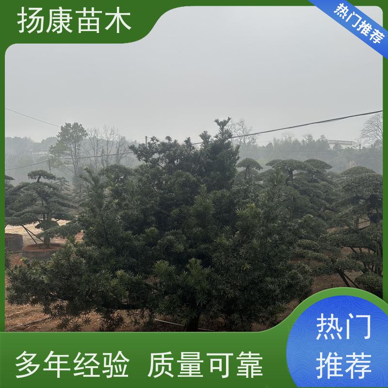 扬康苗木 黑松 迎客松别墅庭院绿化树 珍珠罗汉松