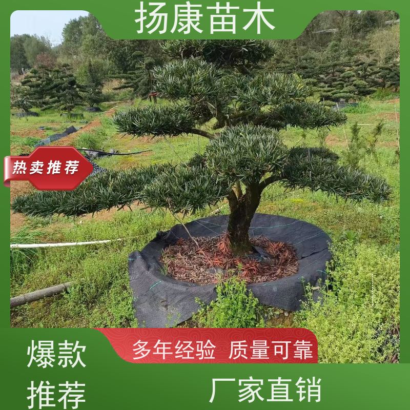 扬康苗木 别墅庭院 工程一站式 带土球发货 大叶罗汉松