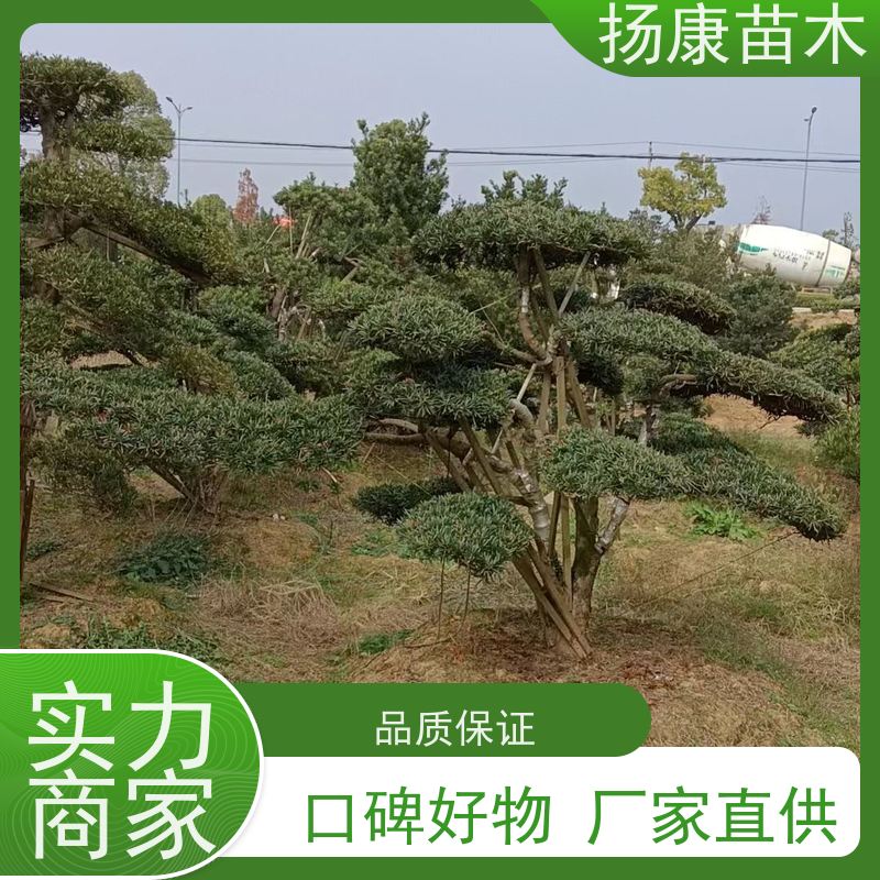 扬康苗木 规格齐全 别墅景区道路园林绿化大型造景树 金钻罗汉松