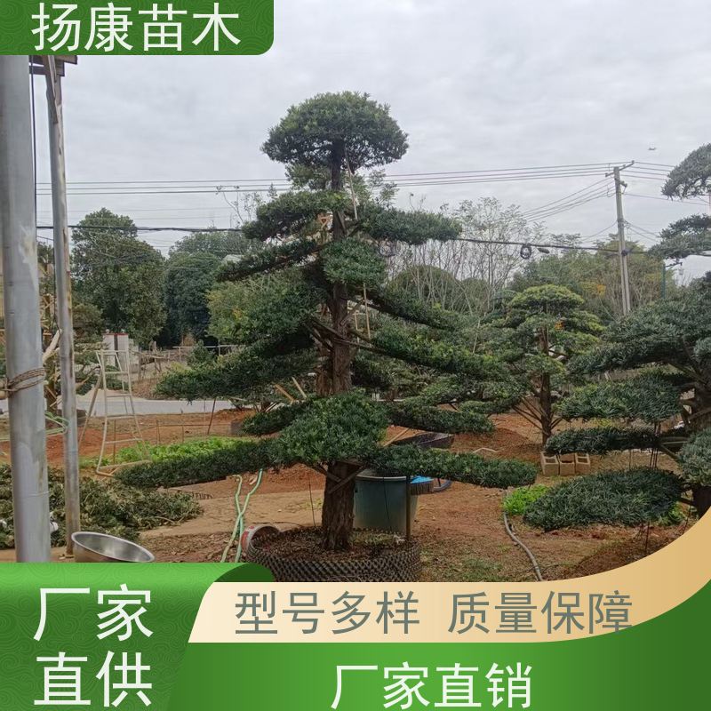 扬康苗木 规格齐全 形状优美 风景绿化树 基地供应 罗汉松