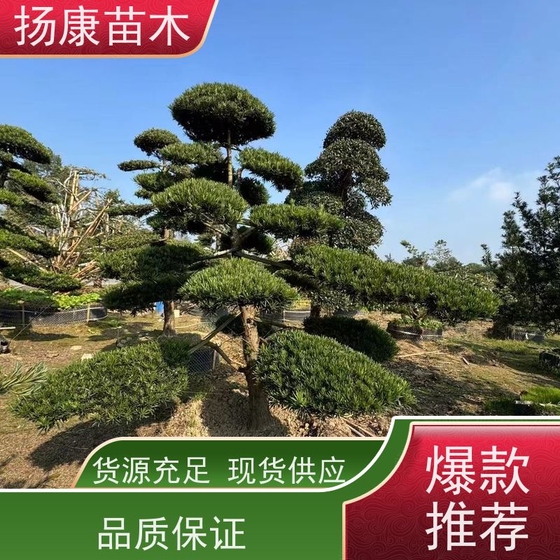 扬康苗木 百亩基地直供 绿意盎然 造型美观 生长旺盛 10公分罗汉松