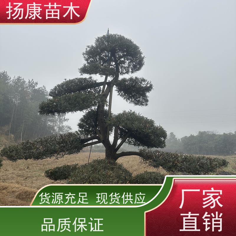 扬康苗木 可购园林造型树 绿化景观优选 冠幅3米 30公分罗汉松