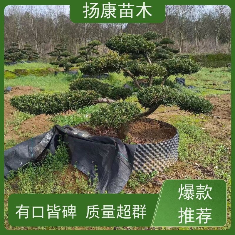 扬康苗木 地采购 庭院别墅主景树 品种齐全 米叶罗汉松