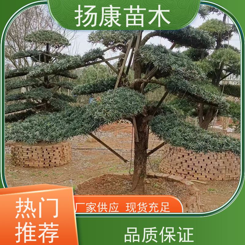 扬康苗木 地采购 庭院别墅主景树 品种齐全 罗汉松