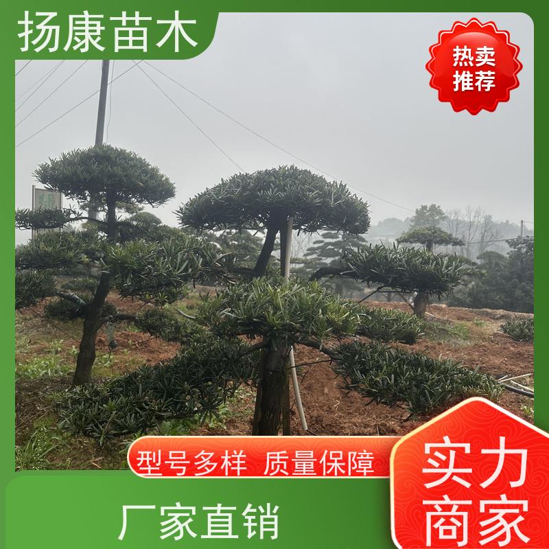 扬康苗木 地采购 庭院别墅主景树 品种齐全 红芽珍珠罗汉松