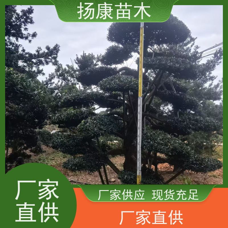 扬康苗木 园林庭院造景植物 成活率高 规格齐全 雀舌罗汉松