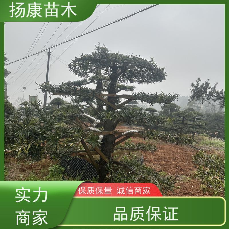 扬康苗木 基地直供 四季常青植物 多种规格可选 斜飘罗汉松