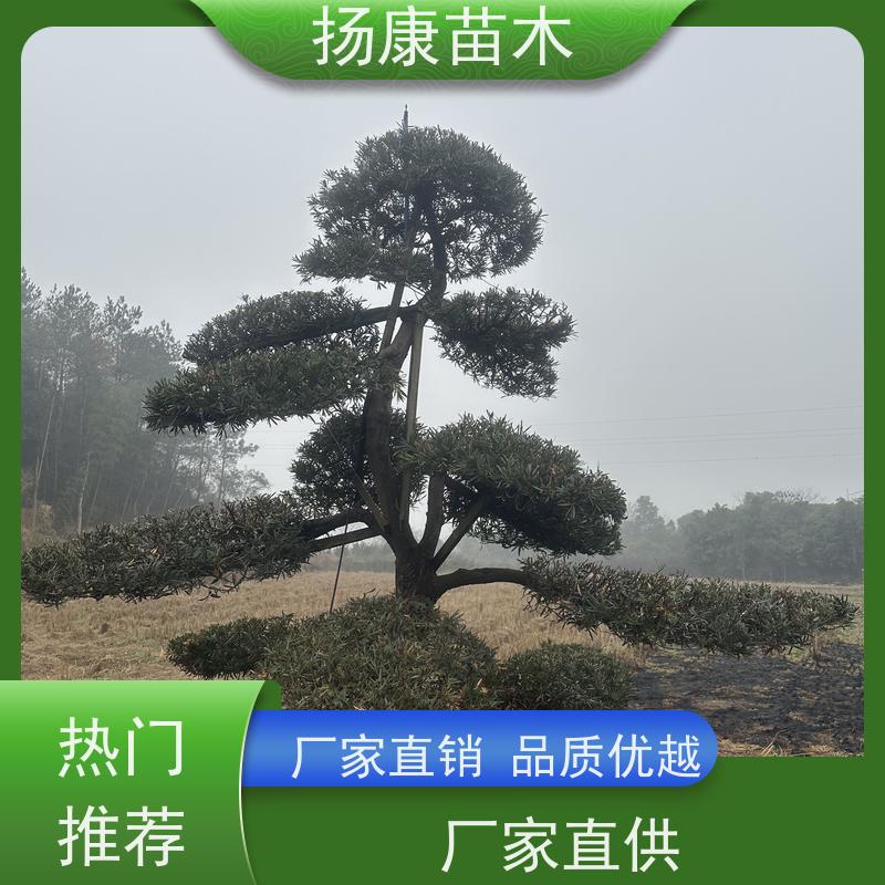 扬康苗木 规格齐全 形状优美 风景绿化树 基地供应 贵妃罗汉松