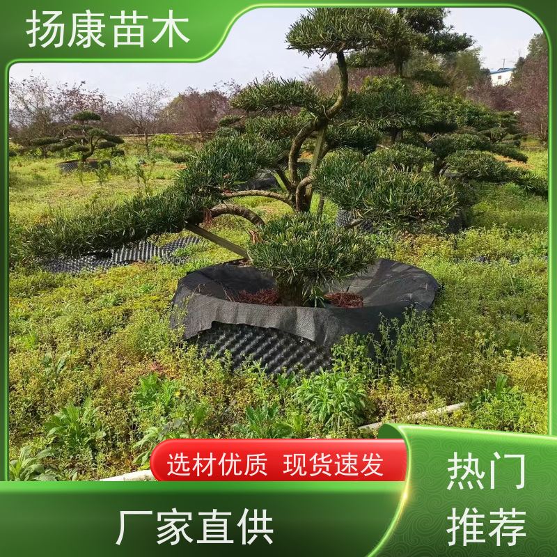 扬康苗木 规格齐全 形状优美 风景绿化树 小叶罗汉松