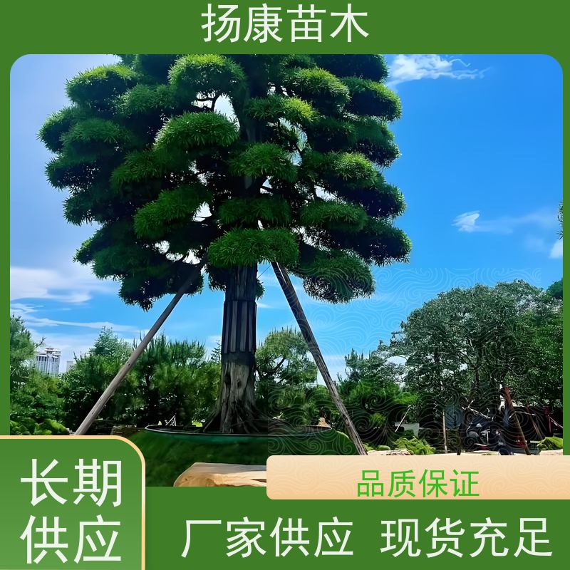 扬康苗木 园林庭院造景植物 成活率高 规格齐全 金钻罗汉松
