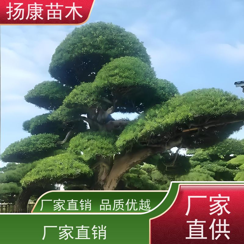 扬康苗木 规格齐全 形状优美 风景绿化树 罗汉松毛坯