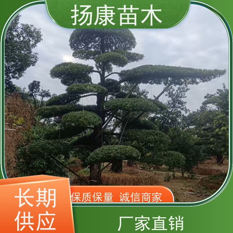 扬康苗木 规格齐全 形状优美 风景绿化树 基地供应 10公分罗汉松