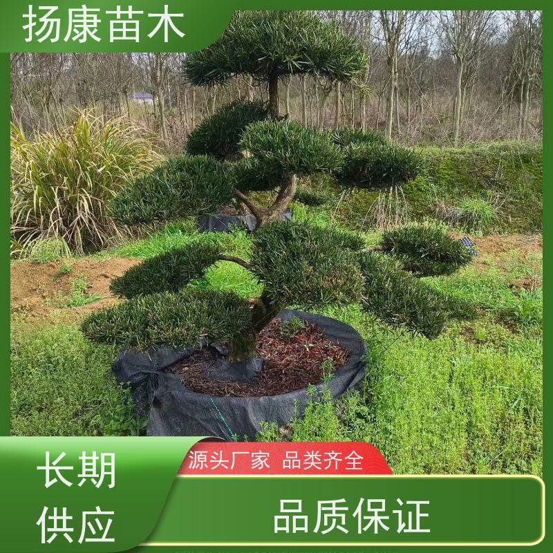 扬康苗木 全国供应 庭院小区景区别墅常绿观花盆栽 30公分罗汉松