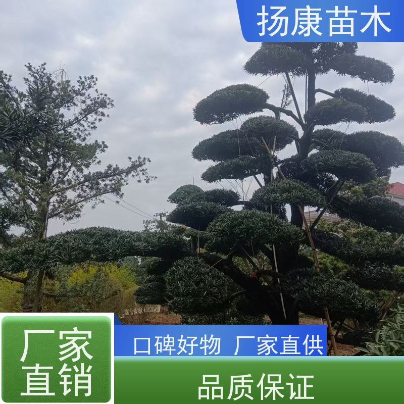 扬康苗木 景区园林绿化用 黑松 别墅庭院风景树 造型罗汉松