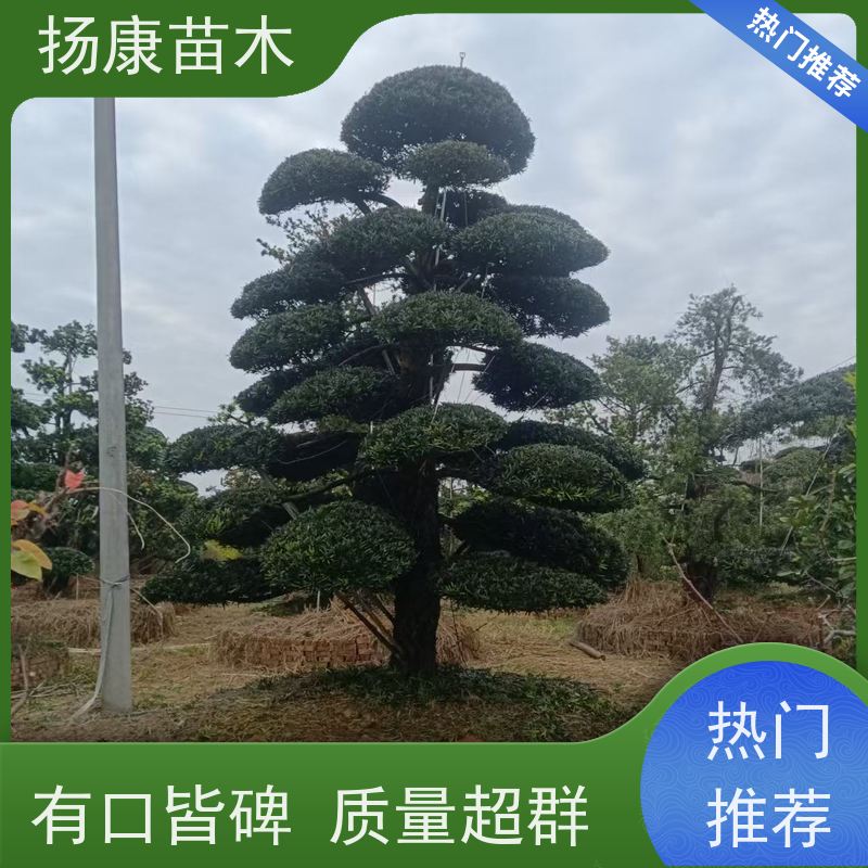 扬康苗木 规格齐全 别墅景区道路园林绿化大型造景树 30公分罗汉松