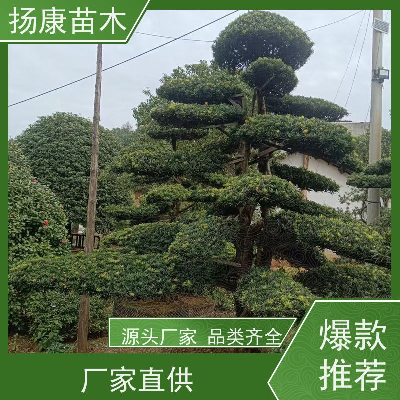 扬康苗木 别墅庭院 工程一站式 带土球发货 罗汉松