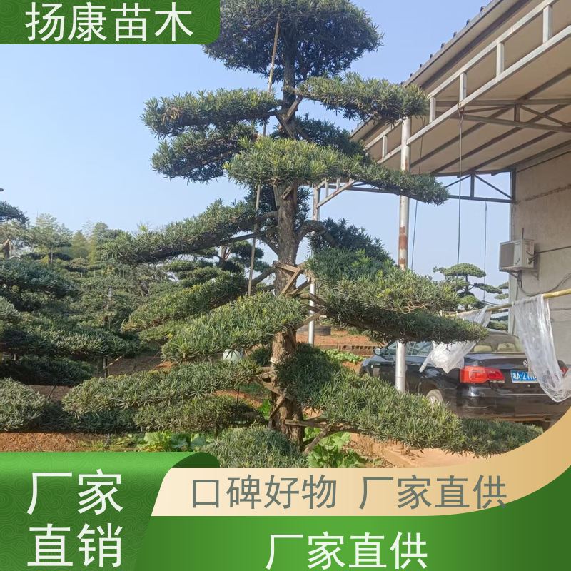 扬康苗木 地采购 庭院别墅主景树 品种齐全 雀舌罗汉松