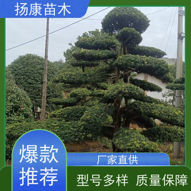 扬康苗木 景区园林绿化用 黑松 别墅庭院风景树 红芽珍珠罗汉松