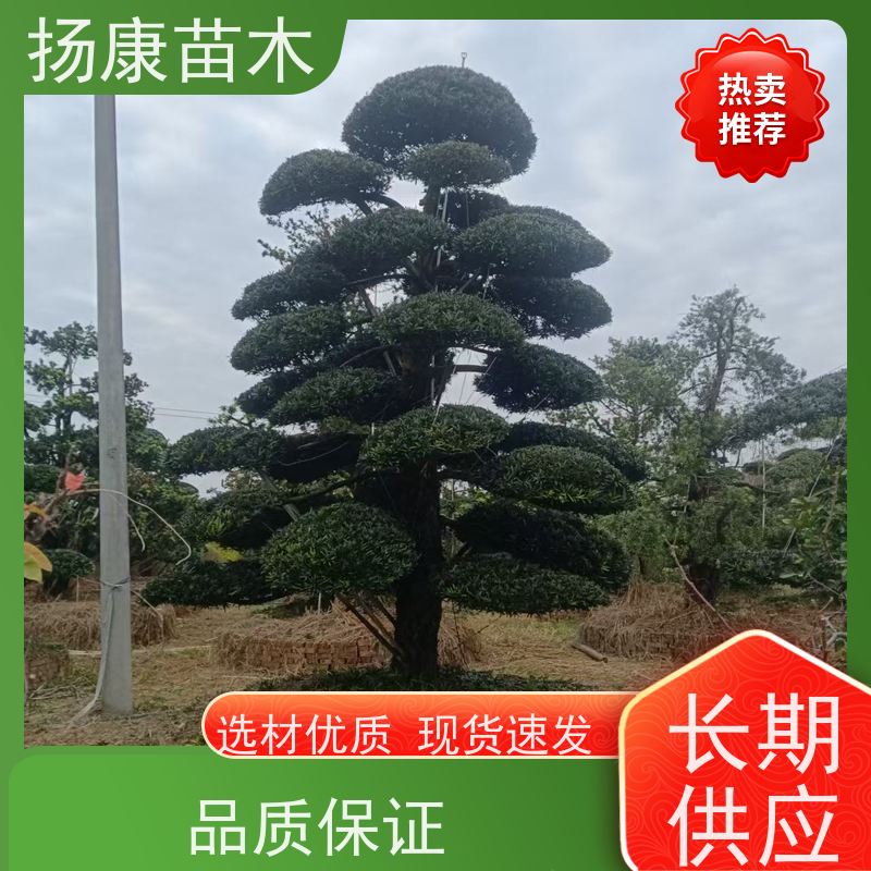扬康苗木 美观大气 庭院园林造景树 雀舌罗汉松